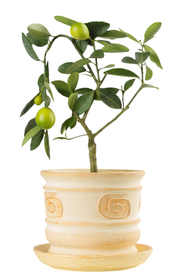 limoni limoni